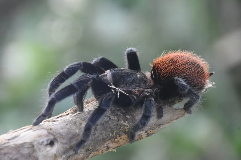 23645 african red rump tarantula feeding