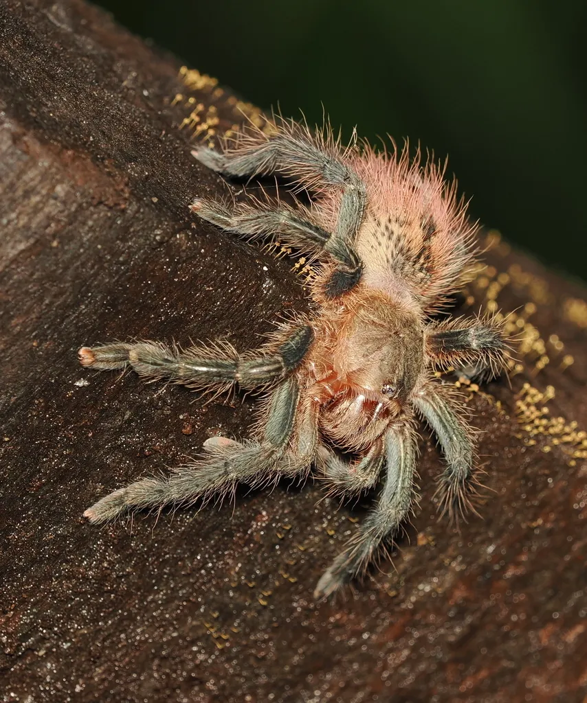 23645 african red rump tarantula lifespan
