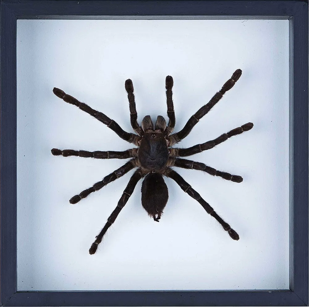 23648 bird eating tarantula human