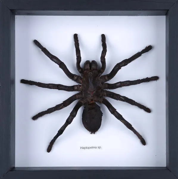 23648 bird eating tarantula hunting