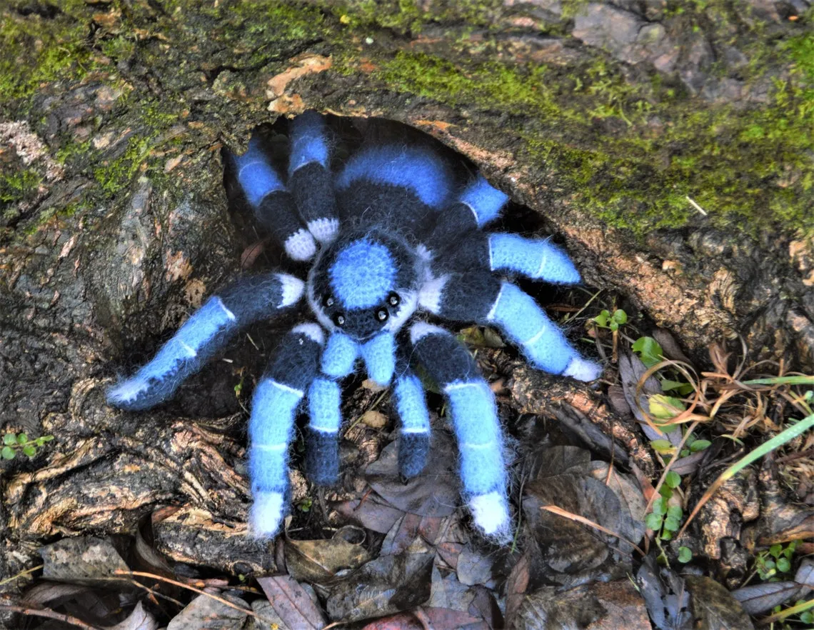 23648 bird eating tarantula prey
