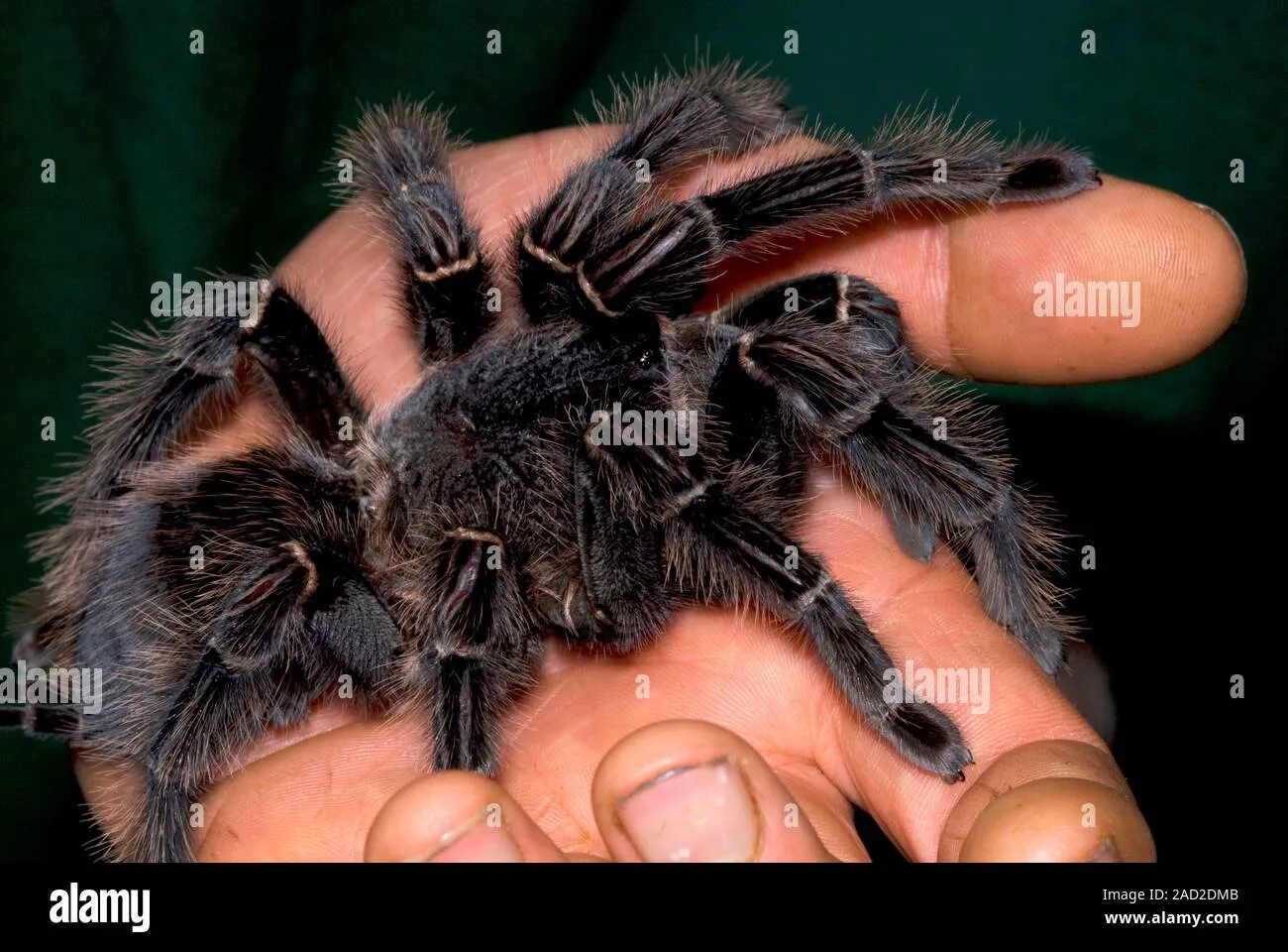 /img/23648-tarantulas-ecosystems.webp