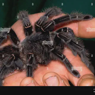 /img/23648-tarantulas-ecosystems.webp