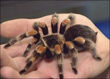 23649 tarantula enclosure