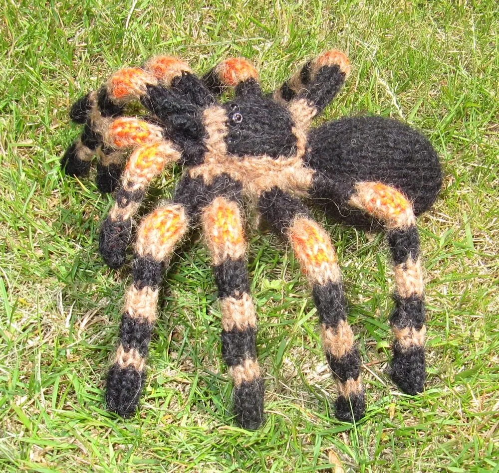 23649 tarantula species ireland