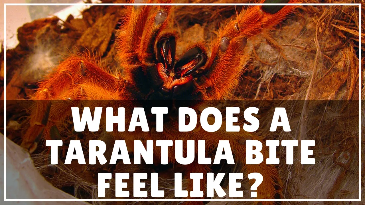 /img/23650-tarantula-hawk-treatment.webp