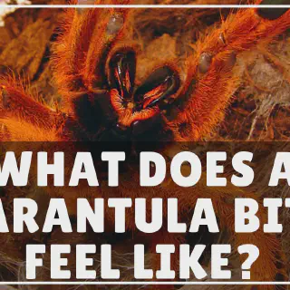 /img/23650-tarantula-hawk-treatment.webp