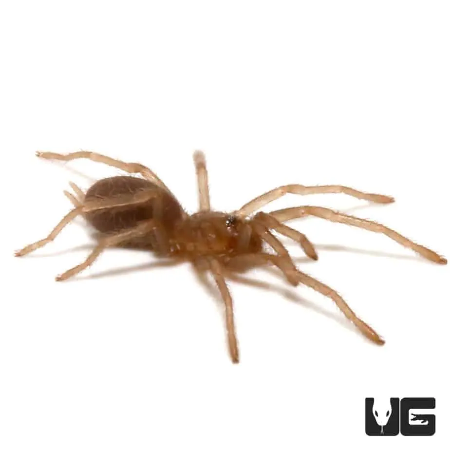 23652 philippine tangerine tarantula coloration