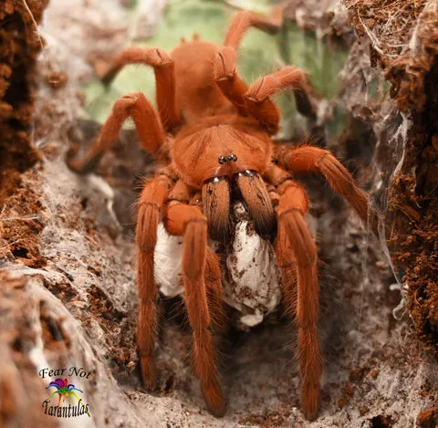 /img/23652-philippine-tangerine-tarantula-conservation.webp
