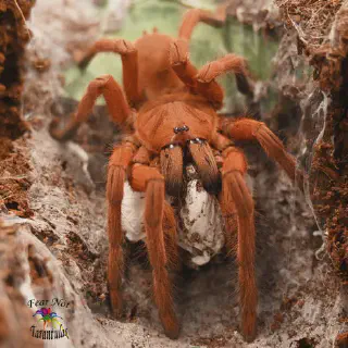 /img/23652-philippine-tangerine-tarantula-conservation.webp
