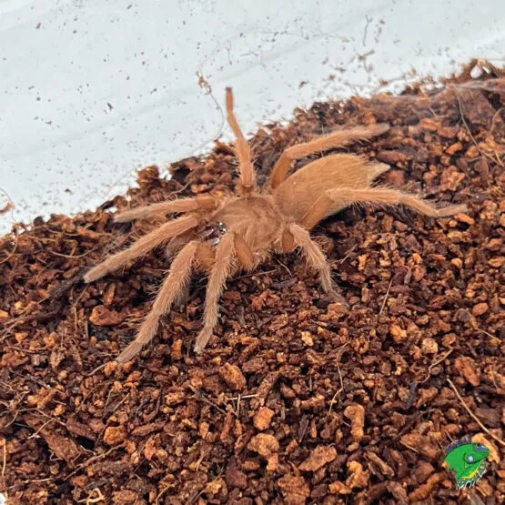 23652 philippine tangerine tarantula defense