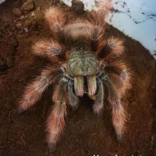 23652 philippine tangerine tarantula feeding