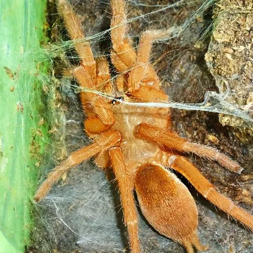 23652 philippine tangerine tarantula habitat