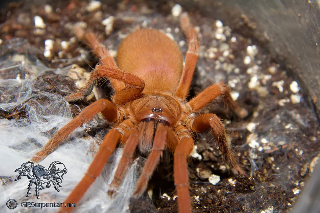 23652 philippine tangerine tarantula size