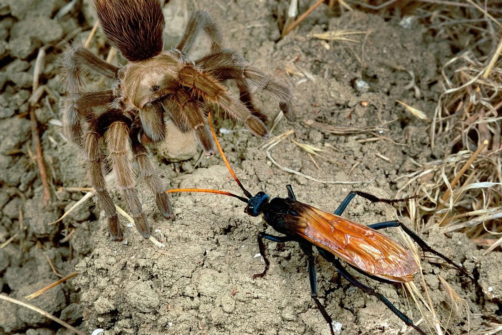 23653 tarantula hawk and tarantula