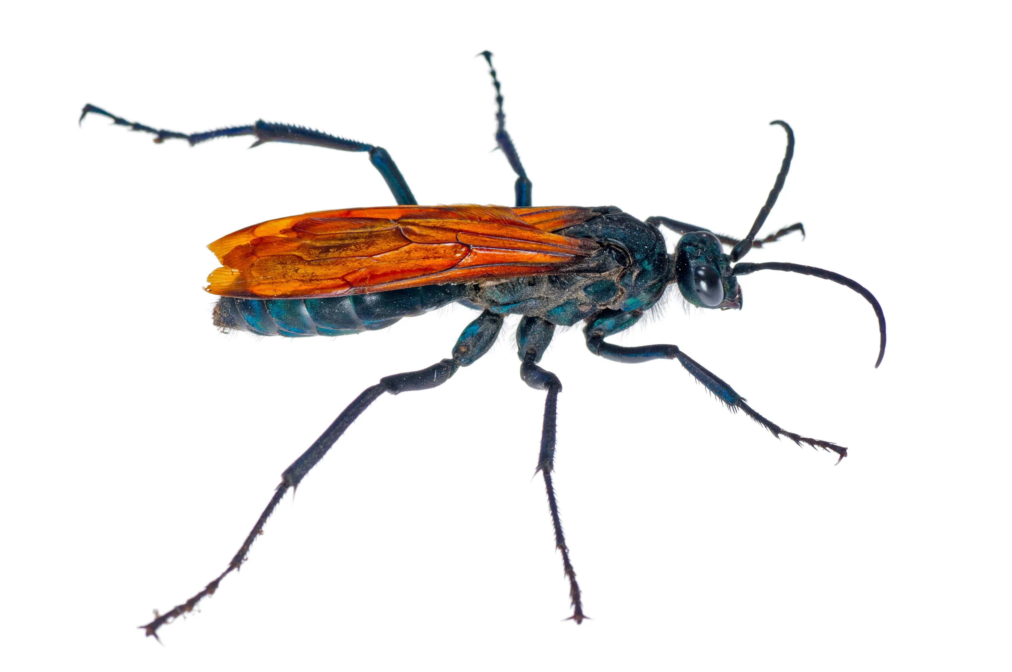 /img/23653-tarantula-hawk-feeding.webp