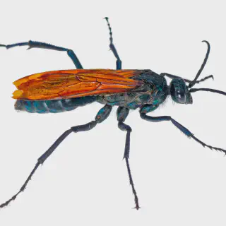 /img/23653-tarantula-hawk-feeding.webp